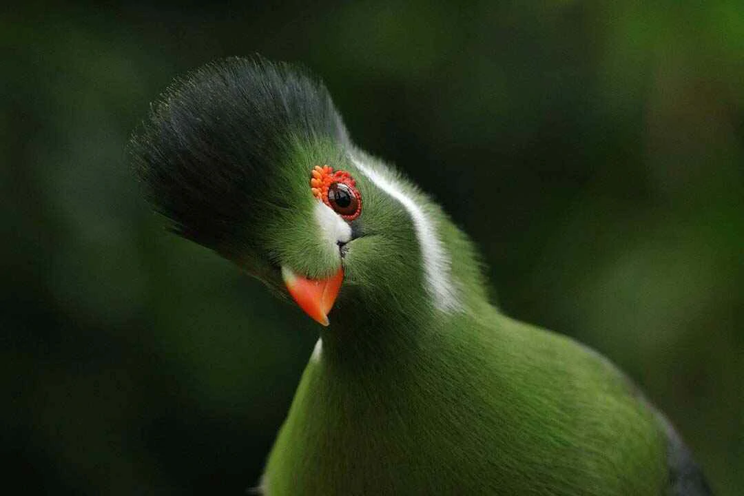 White cheeked turaco